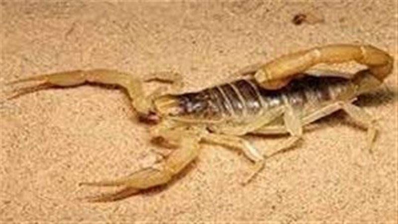 تفسير رؤية لدغة العقرب