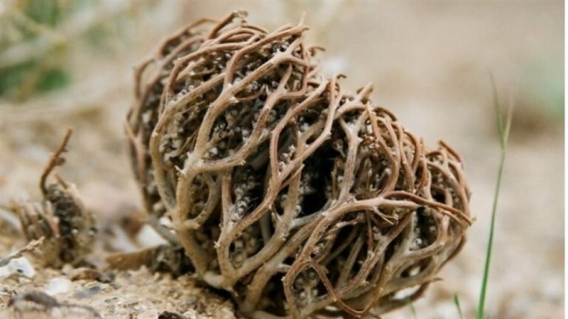 عشبة كف مريم، فيتو