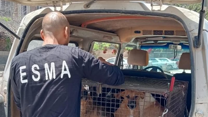 أجهزة المدن، فيتو