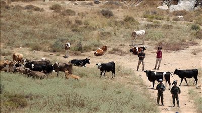 الاستيطان الرعوي يهدد الوجود البدوي الفلسطيني في الضفة الغربية 