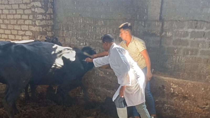 تحصين الماشية بأسيوط،