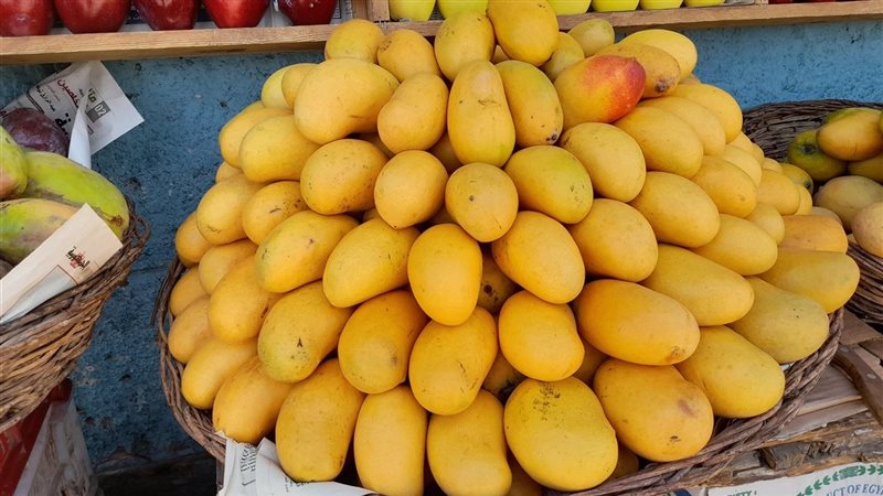 أسعار المانجو اليوم