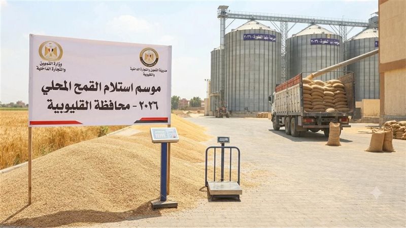 موسم توريد القمح