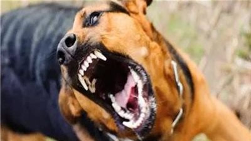 تفاصيل إصابة 9 أشخاص