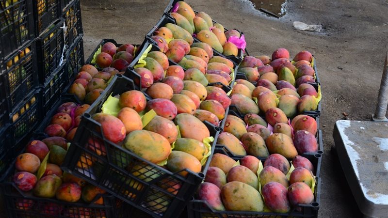 أسعار المانجو اليوم