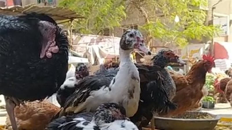 طريقة جديدة لغش الفراخ