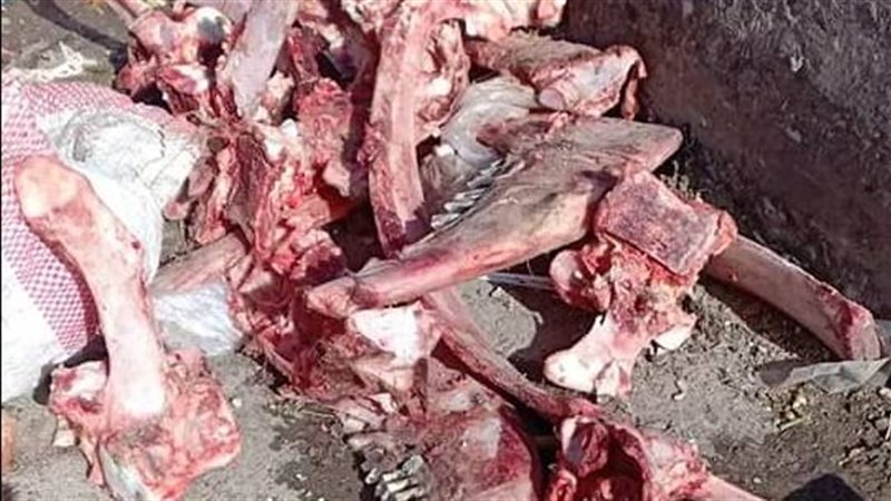 بقايا عظام تشبه عظام
