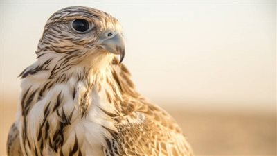 تفسير رؤية الصقر في المنام وعلاقتها بتولى منصب رفيع 