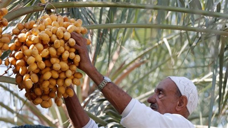 تمور - صورة أرشيفية