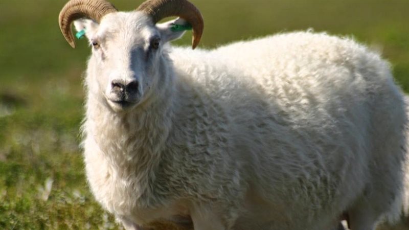 تفسير رؤية الكبش