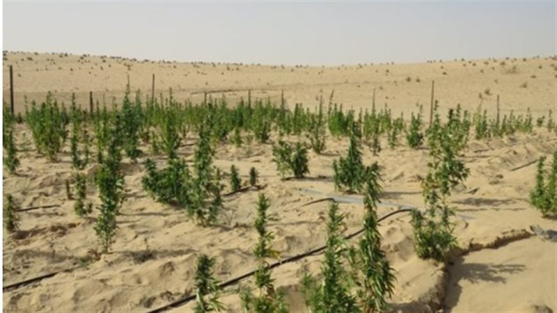 ضبط مخدر البانجو