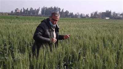 زراعة 126 ألف فدان قمح وتوزيع 20 ألف طن أسمدة بالمنوفية