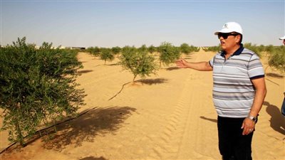 الريف المصري تنتهي من زراعة ٤٠٠ فدان من الزيتون بالمغرة