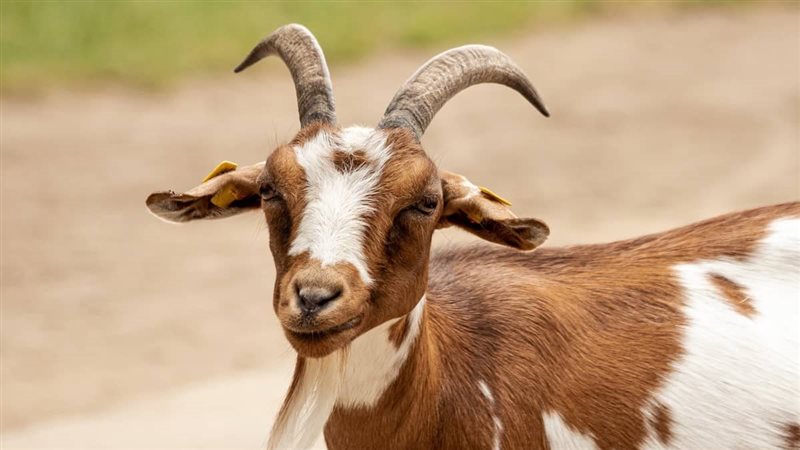 تفسير رؤية الماعز
