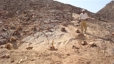 تسجيل أول آثار أقدام ديناصورات أكلات للحوم والأعشاب بالوداي الجديد | صور