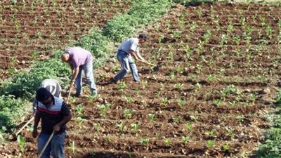 تفسير حلم زراعة الأرض وعلاقته بالزواج من امرأة طيبة وصالحة 