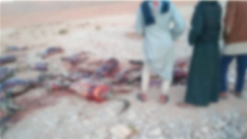 العثور على 58 حمارًا