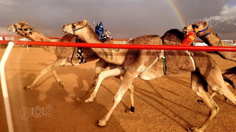 سباق الهجن بمطروح