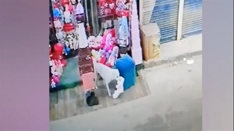 كلب يسرق دبدوب ليقدمه