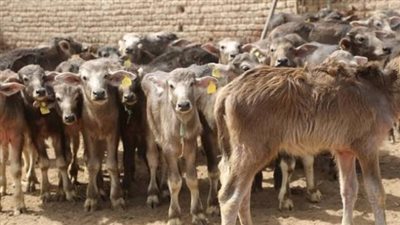 تغطيات واستثناءات وثيقة نفوق الماشية