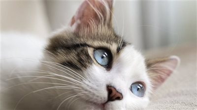 تفسير حلم رؤية القطط في المنام وعلاقته بالتعرض للظلم والخيانة 