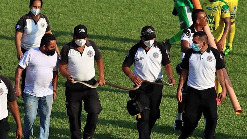 ثعبان ضخم يوقف مباراة