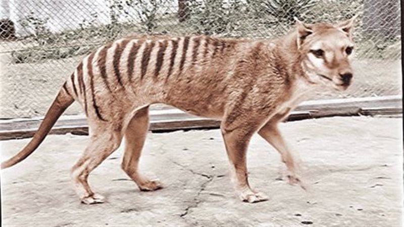 النمر تسمانيا 