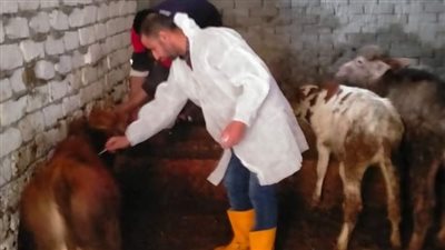 تحصين 353 ألف رأس ماشية ضد مرضى الجلد العقدي والجدري بالبحيرة
