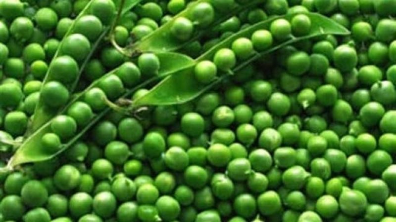 طريقة تخزين البسلة
