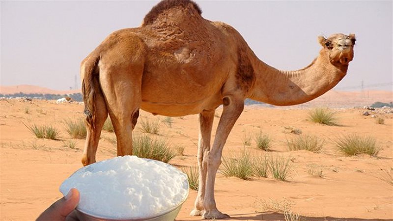 حليب الابل