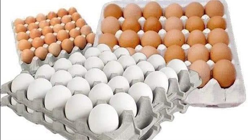سعر كرتونة البيض