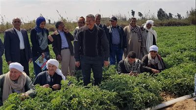 زراعة الإسماعيلية تنظم مدرسة حقلية لمزارعي الطماطم | صور