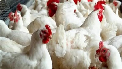 أسعار الدواجن اليوم 14-3-2022 في شمال سيناء