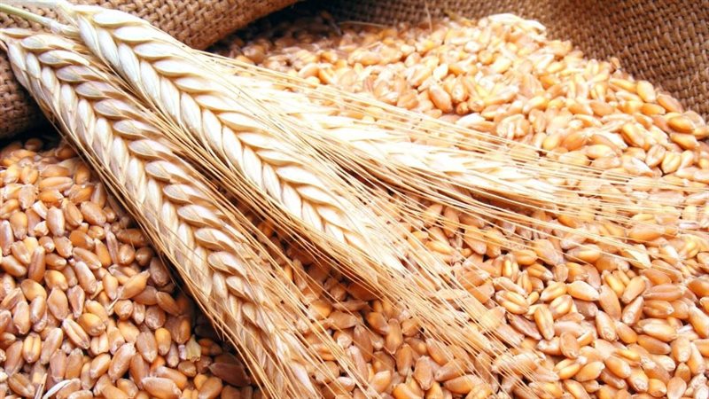 توريد القمح