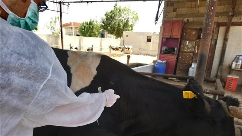 الخدمات البيطرية