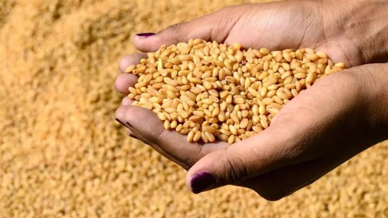 سعر أردب القمح
