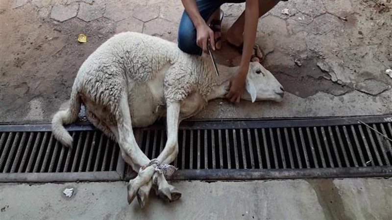 تفسير حلم ذبح الخروف