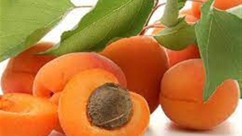 تفسير رؤية المشمش