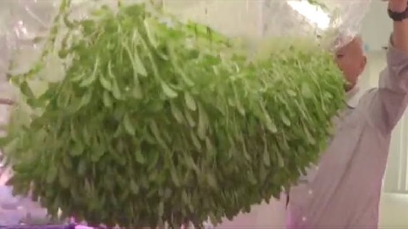 الزراعة بدون تربة