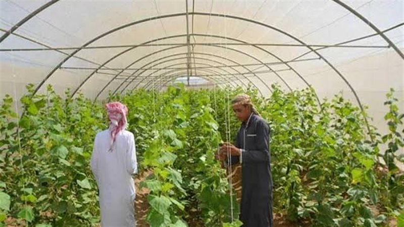 مشروعات تنمية فى