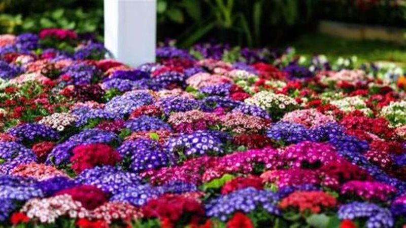  معرض زهور الربيع