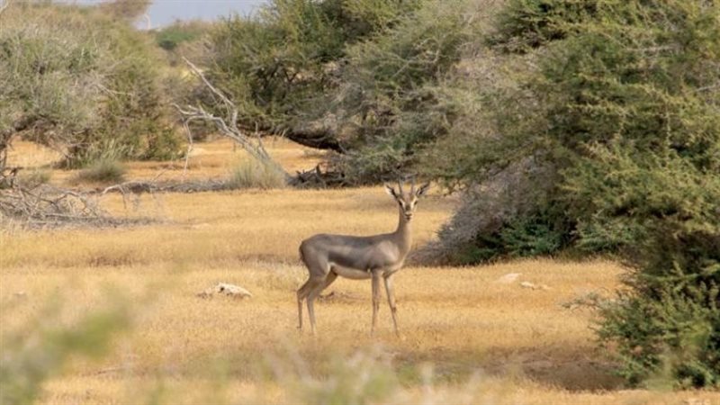 محمية طبيعية 