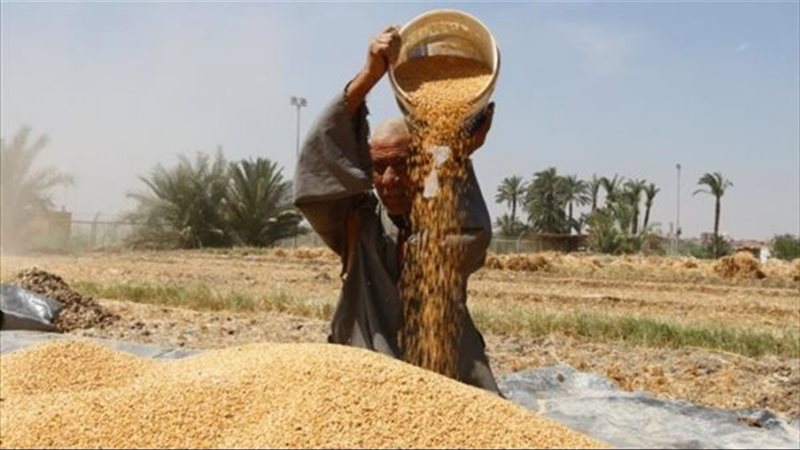 حصاد القمح 