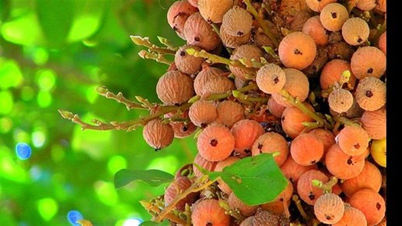 تفسير رؤية أكل الجميز