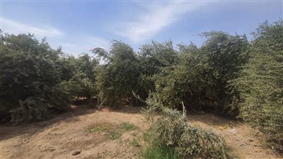 تقرير يكشف سوء حالة أشجار الزيتون وضعف الممارسات الجيدة في الفيوم 