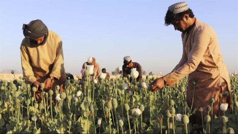 زراعة الأفيون في