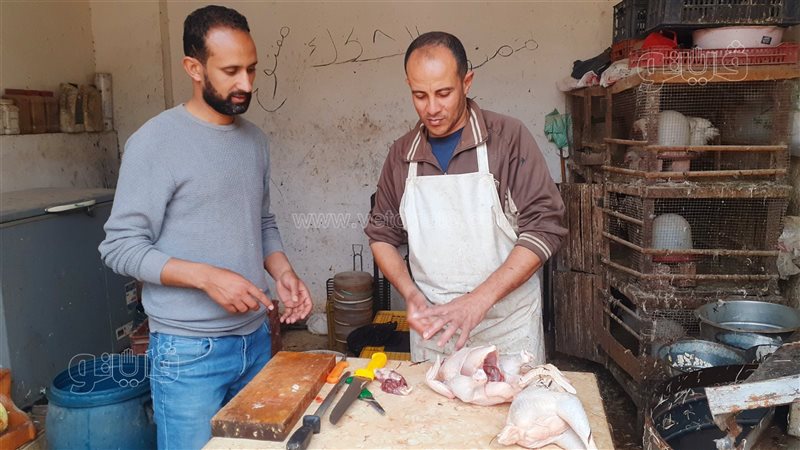ڤيتو داخل محل الدواجن