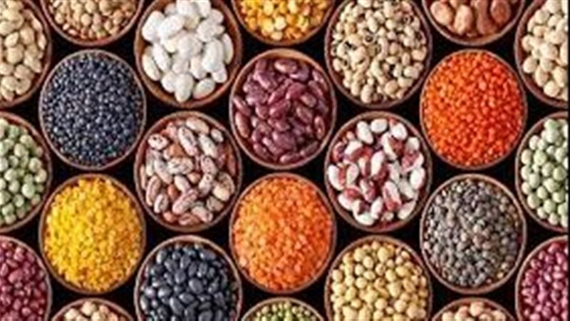 أسعار البقوليات بالقليوبية
