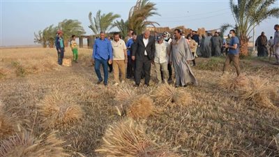 محافظ الوادي الجديد يعتمد ساعات تشغيل صوامع القمح وحوافز نقل المحصول