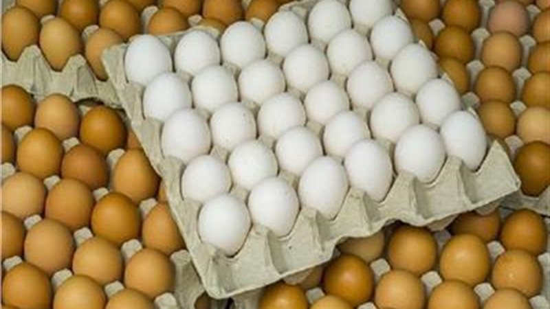  أسعار البيض